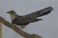 藏品(中杜鵑)的圖片